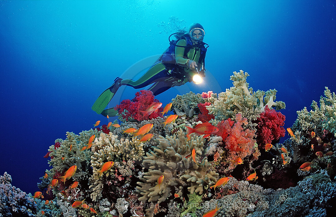 Scuba diver and coral reef