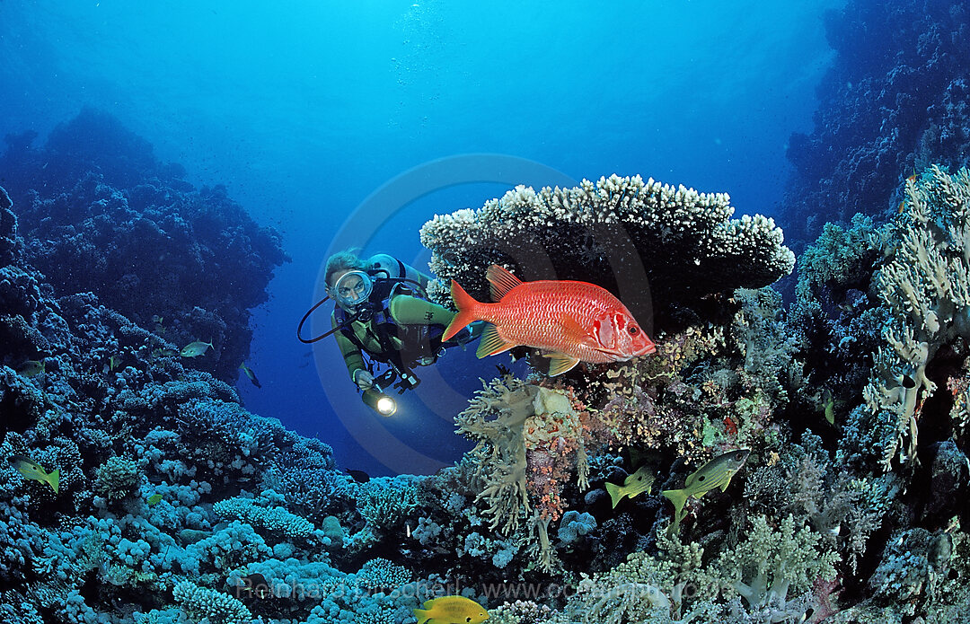 Scuba diver and Longjawed squirrelfish under table coral