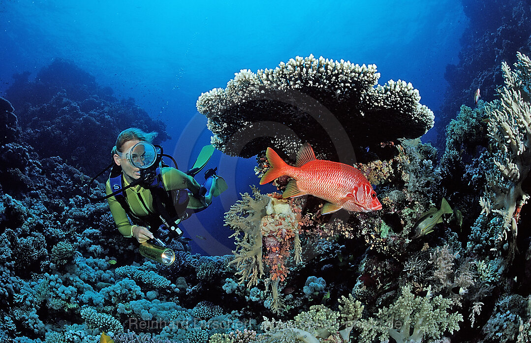Scuba diver and Longjawed squirrelfish under table coral
