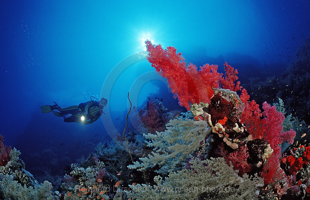 Scuba diver and reef with red soft corals