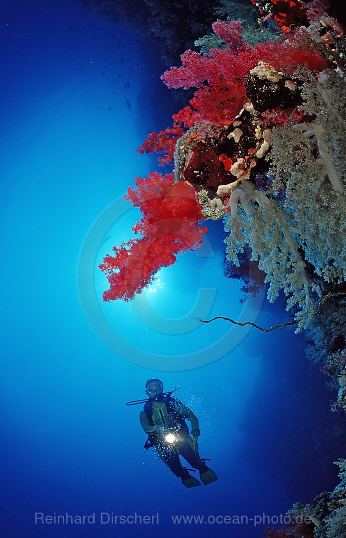 Taucher und Korallenriff mit roten Weichkorallen, Rocky Island, Rotes Meer, gypten, Aegypten