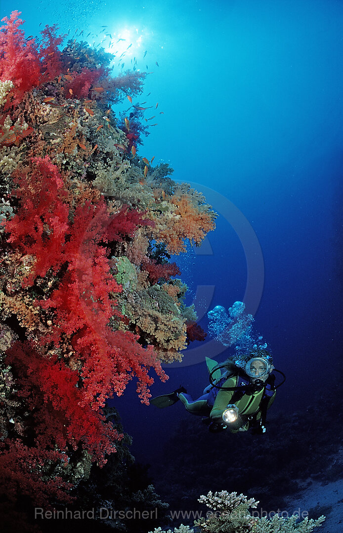 Taucher und Korallenriff mit roten Weichkorallen, Rocky Island, Rotes Meer, gypten, Aegypten