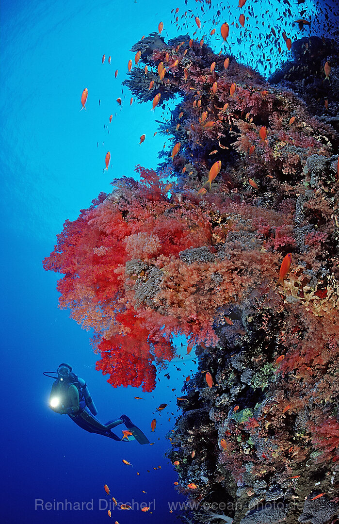 Taucher und Korallenriff mit roten Weichkorallen, Rocky Island, Rotes Meer, gypten, Aegypten