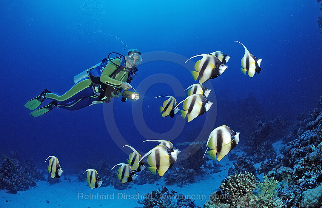 Taucher und Wimpelfische, Rotmeerwimpelfisch, Heniochus intermedius, Shaab Marksur, Rotes Meer, gypten, Aegypten