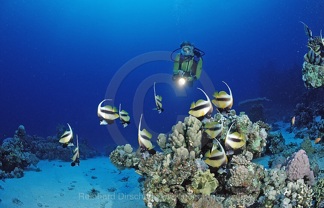 Taucher und Wimpelfische, Rotmeerwimpelfisch