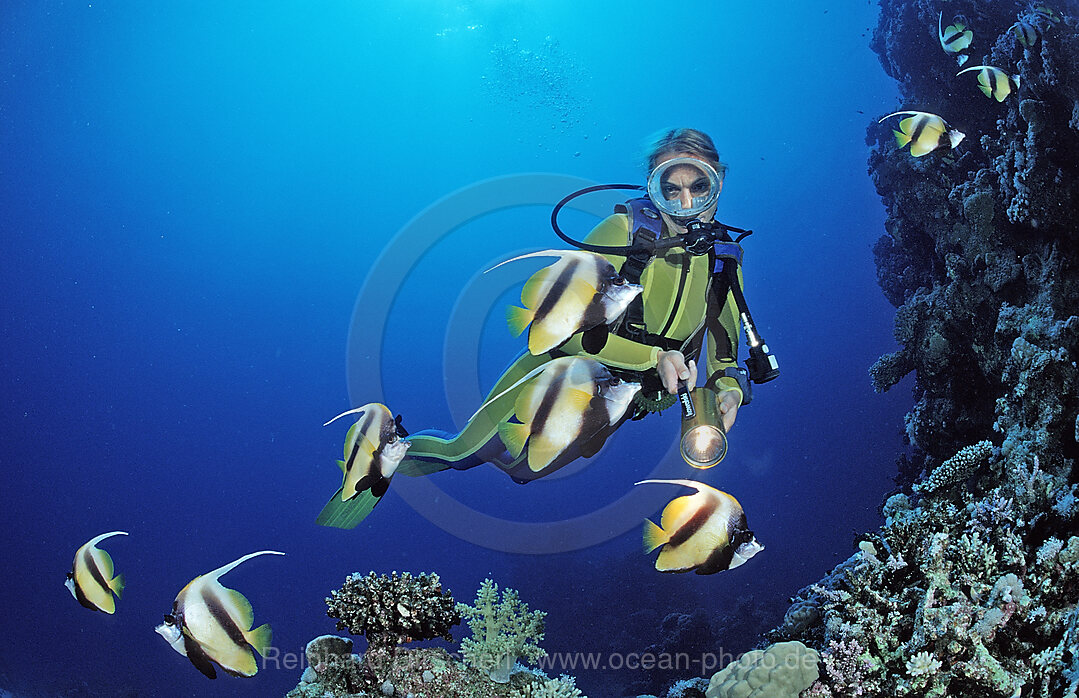 Taucher und Wimpelfische, Rotmeerwimpelfisch, Heniochus intermedius, Shaab Marksur, Rotes Meer, gypten, Aegypten