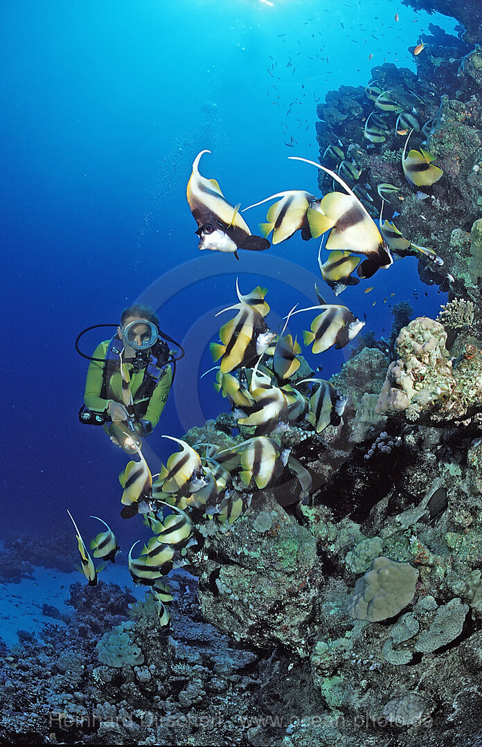 Taucher und Wimpelfische, Rotmeerwimpelfisch