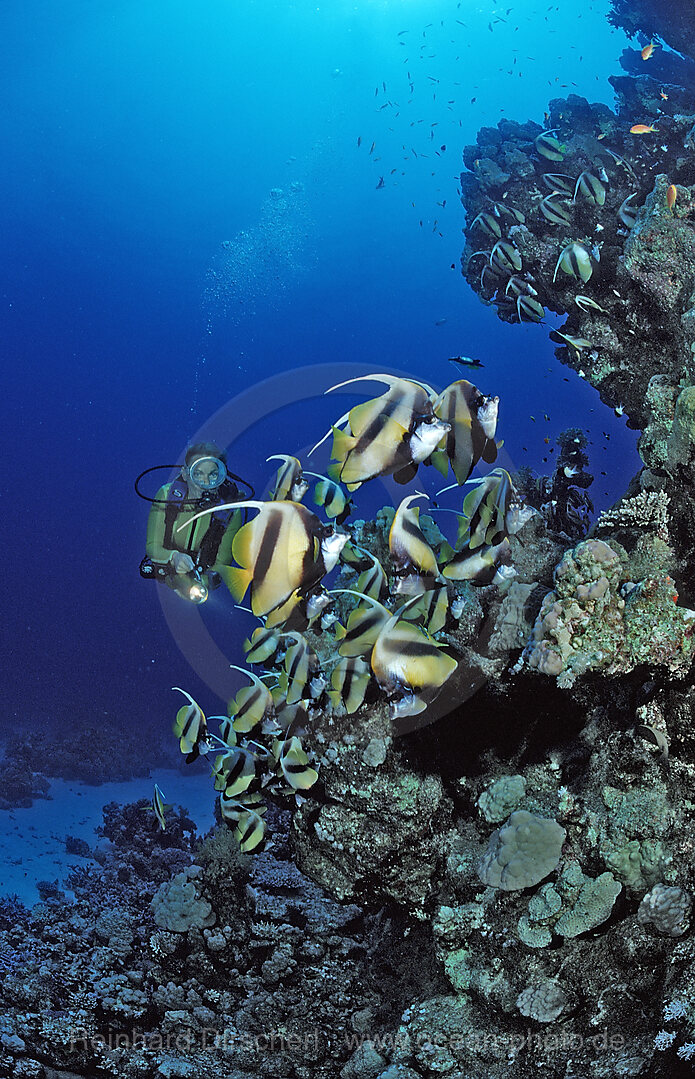 Scuba diver and Red Sea Bannerfishes, Bannerfish