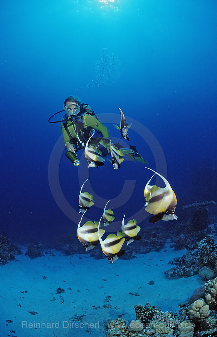 Taucher und Wimpelfische, Rotmeerwimpelfisch
