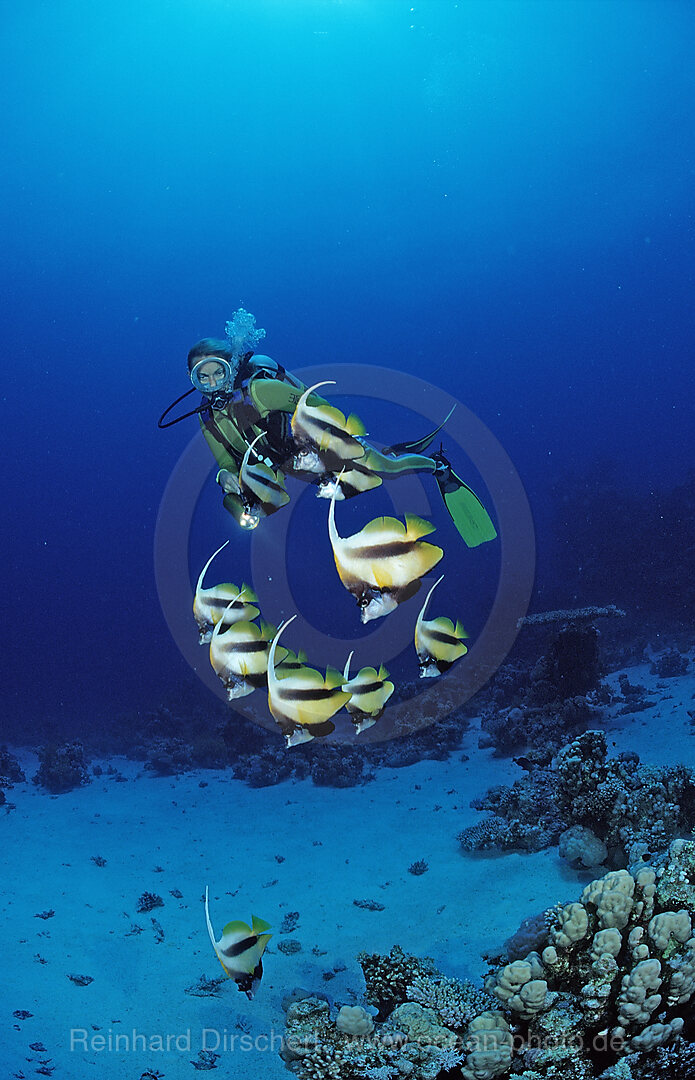 Taucher und Wimpelfische, Rotmeerwimpelfisch, Heniochus intermedius, Shaab Marksur, Rotes Meer, gypten, Aegypten