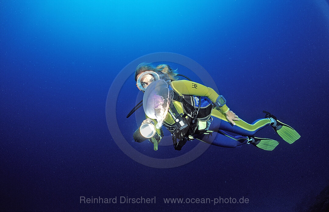 Taucher beobachtet Ohrenqualle