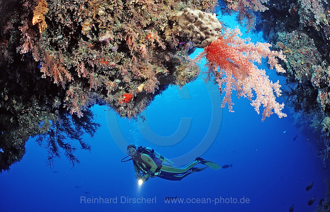Scuba diver and reef with red soft corals