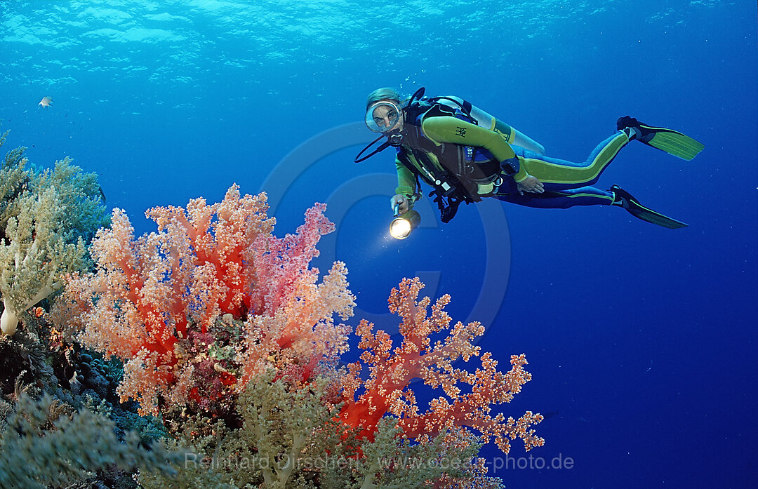 Scuba diver and reef with red soft corals
