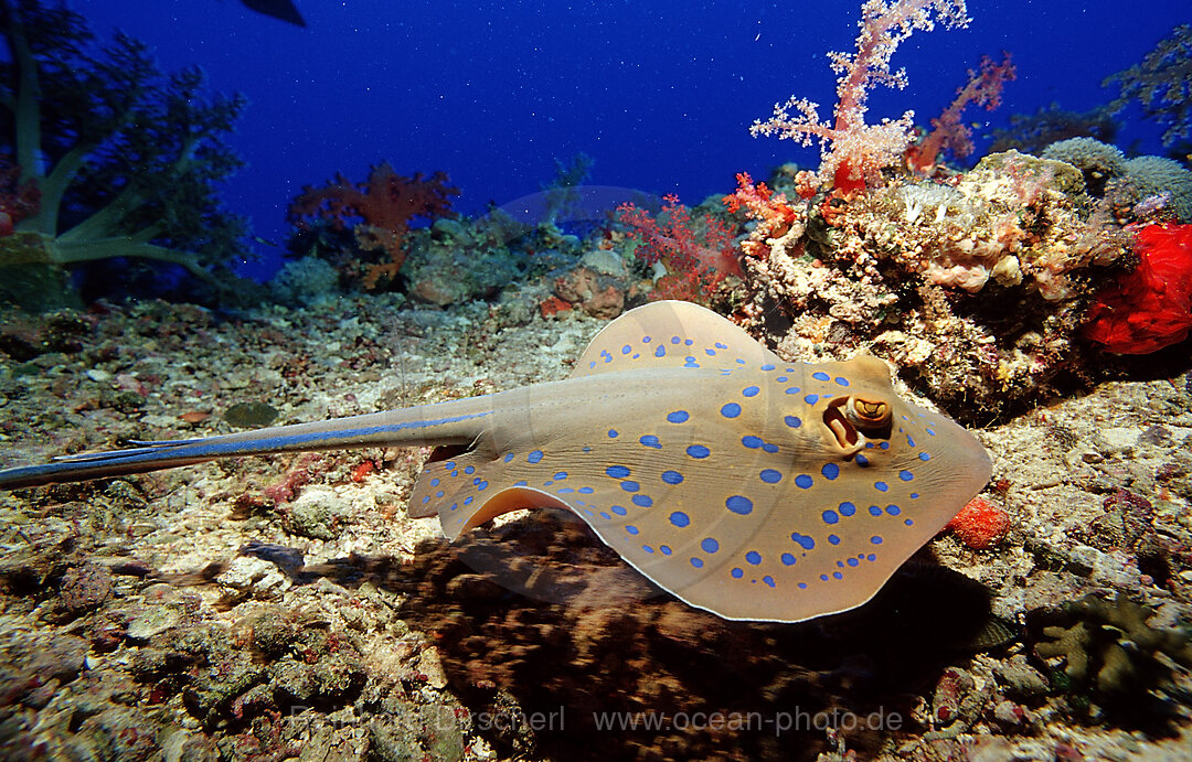 Bluespotted ribbontail ray, Taeniura lymma, Zabargad, Zabarghad, Red Sea, Egypt