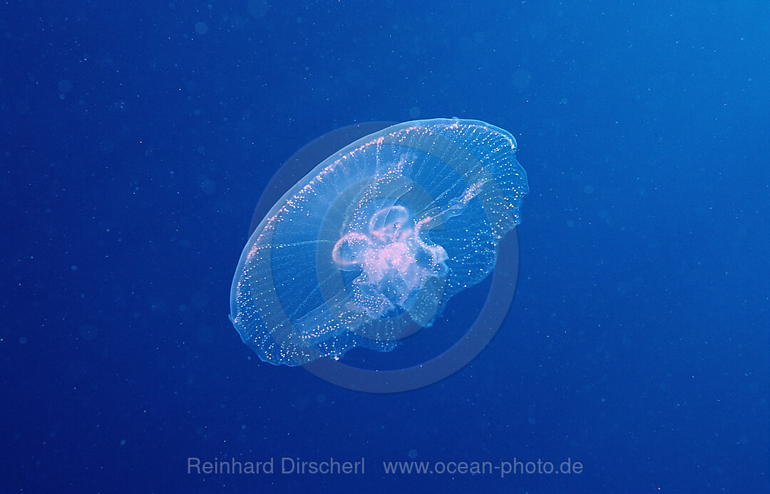 Moon Jellyfish