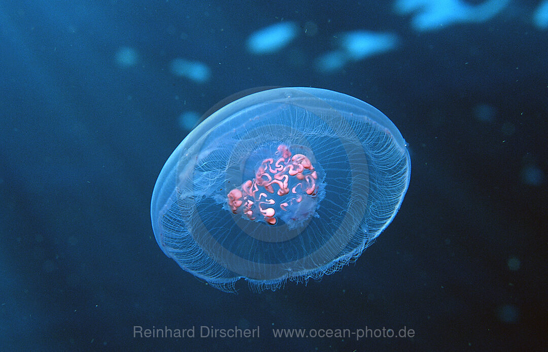Moon Jellyfish