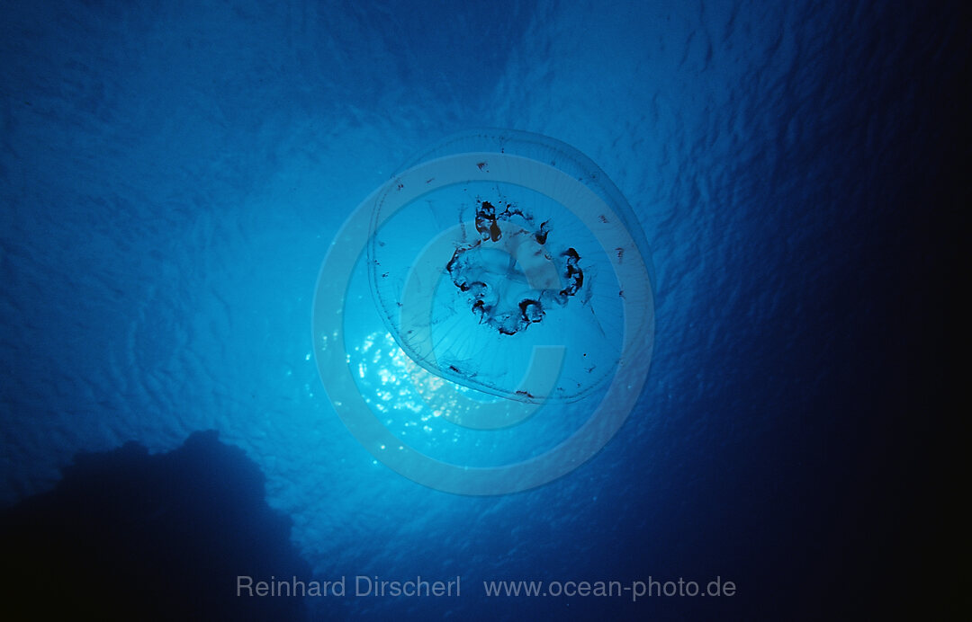 Moon Jellyfish