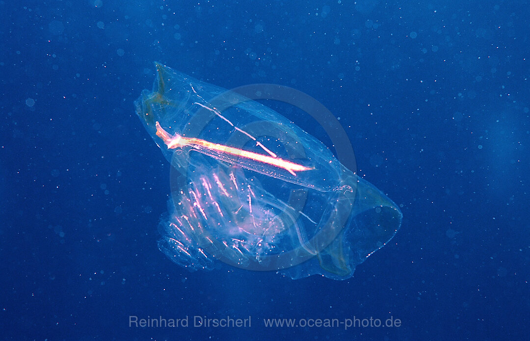 Jellyfish