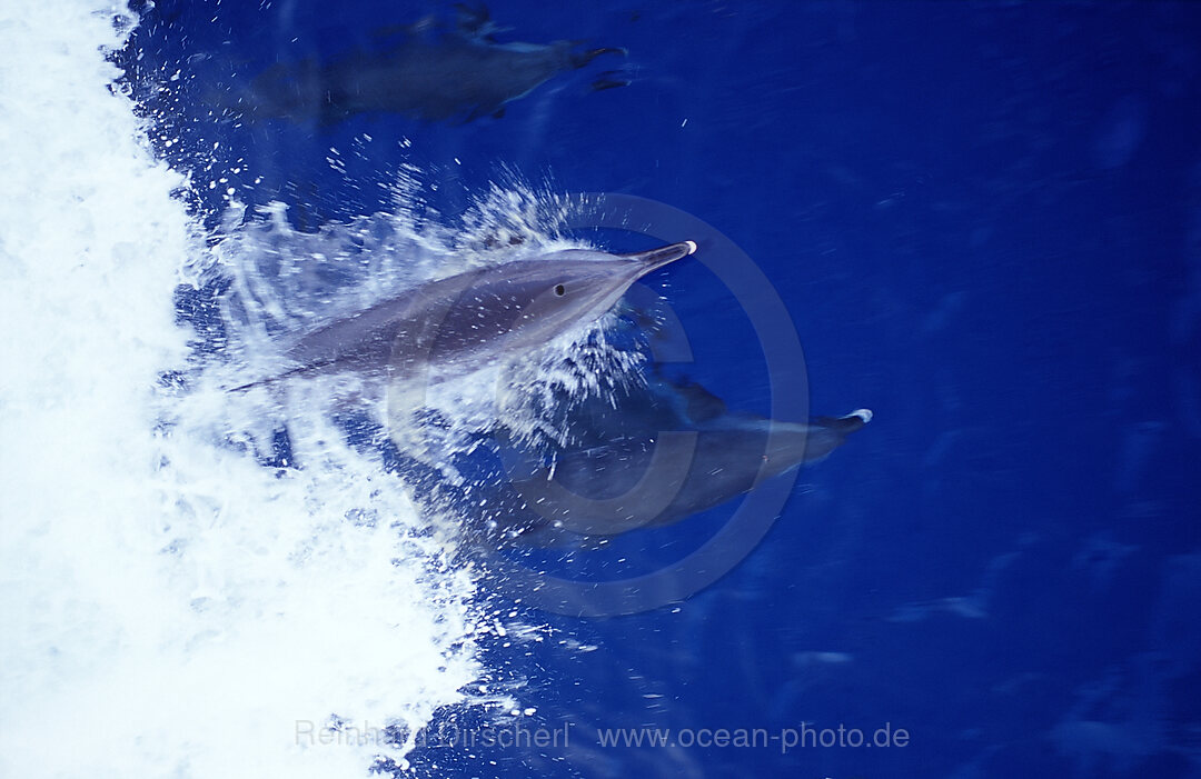 Grosser Tuemmler, Delphin, Delfin, Tursiops truncatus, Rotes Meer, gypten, Aegypten