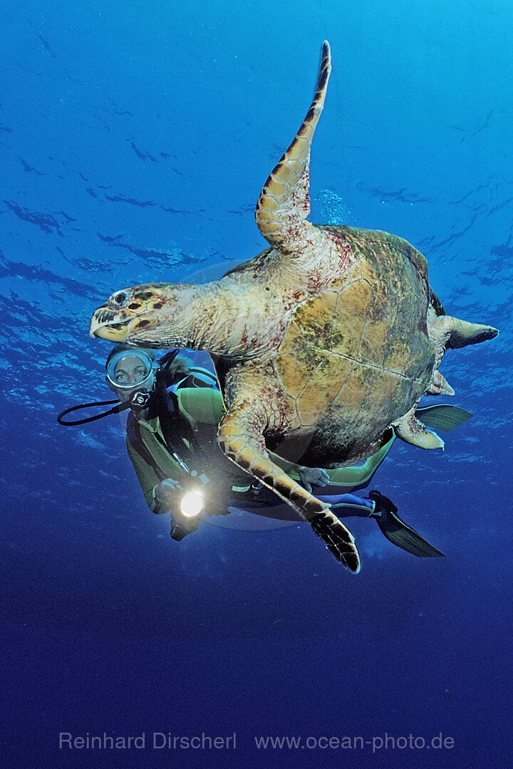 Schwimmende Karettschildkroete und Taucher, Eretmochelys imbricata, Zabargad, Zabarghad, Rotes Meer, gypten, Aegypten