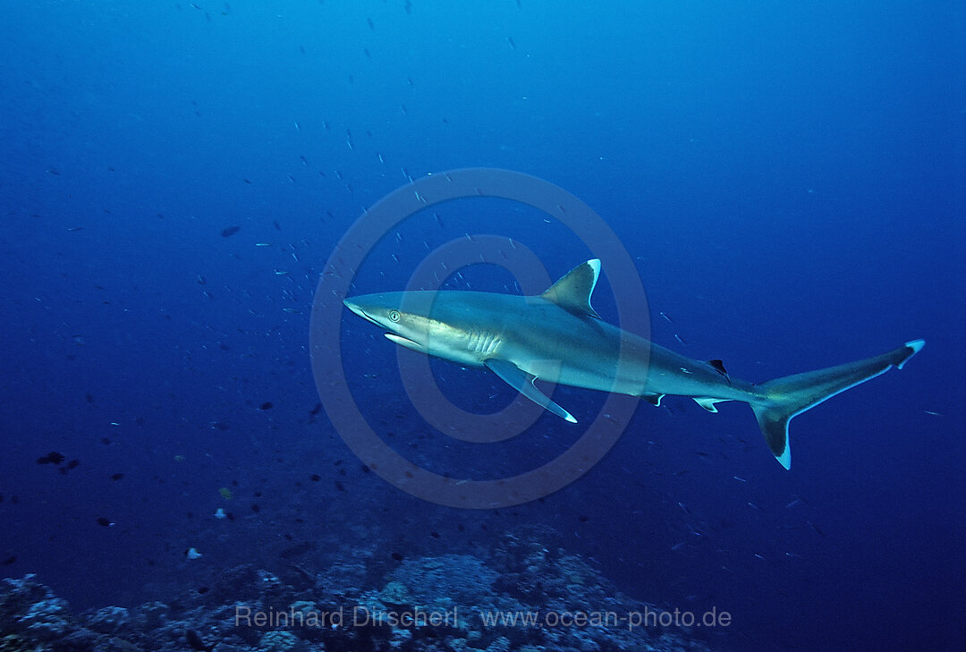 Silvertip shark