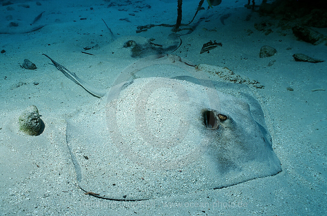 Roughtail stingray