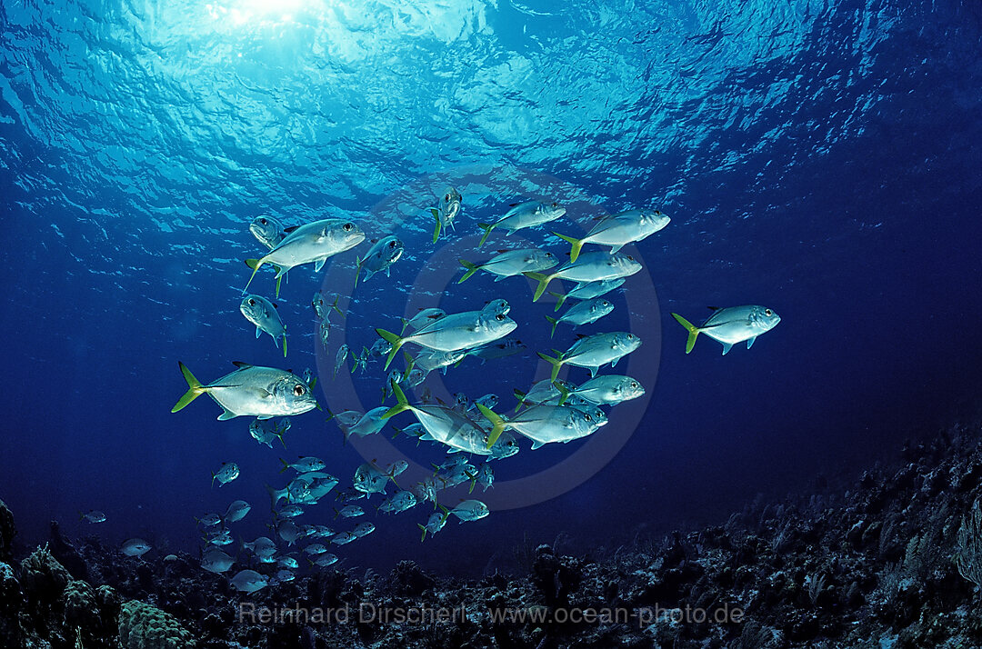 Horse-eye trevally