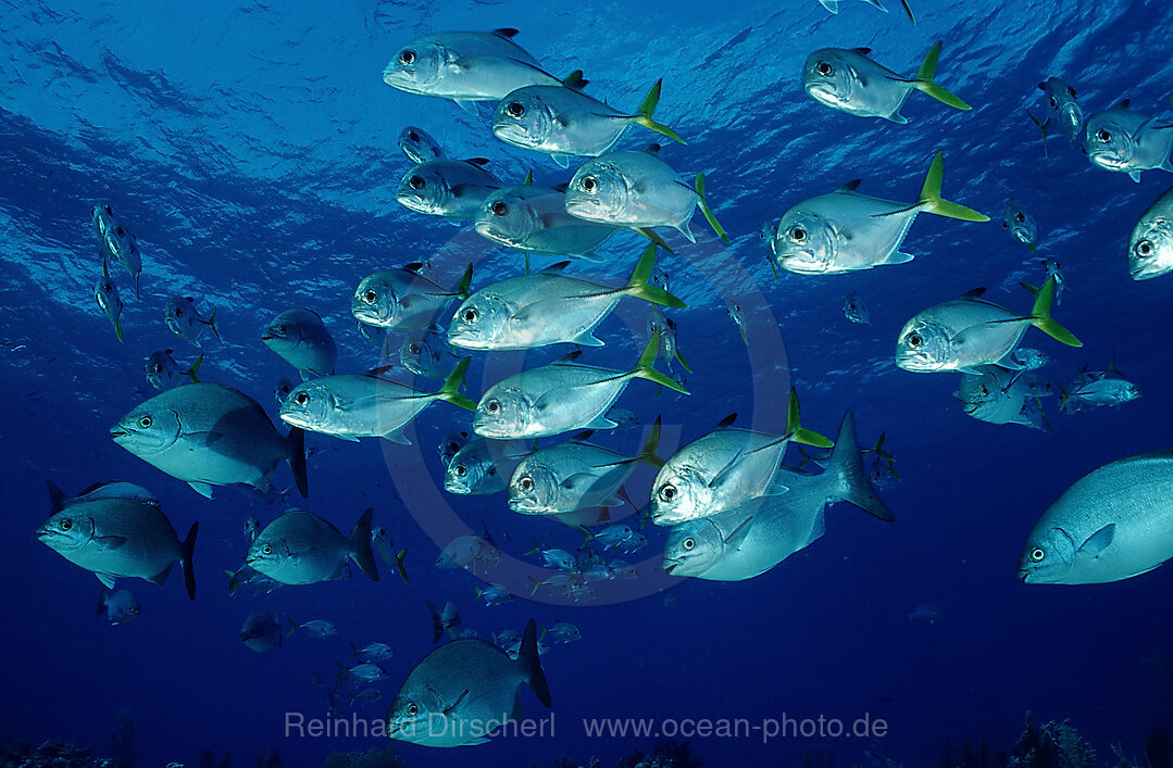 Horse-eye trevally