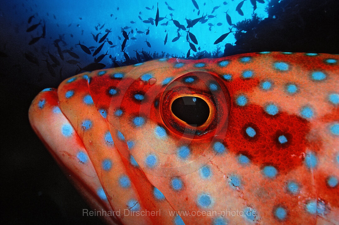 Juwelenbarsch, Cephalopholis miniata, Zabargad, Zabarghad, Rotes Meer, gypten, Aegypten