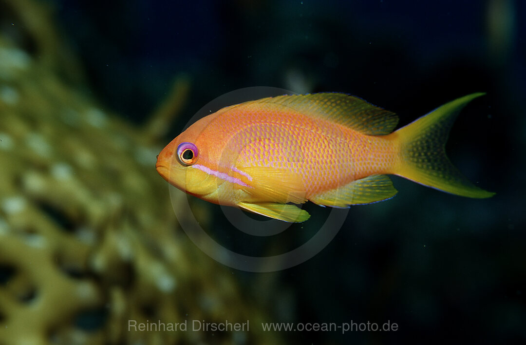 Haremsfahnenbarsch, Pseudanthias squamipinnis, Zabargad, Zabarghad, Rotes Meer, gypten, Aegypten