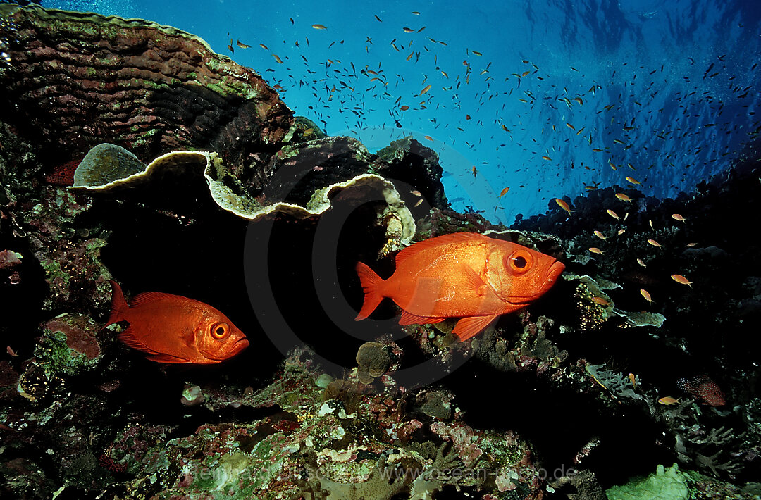 Schooling Crescent-tail bigeye