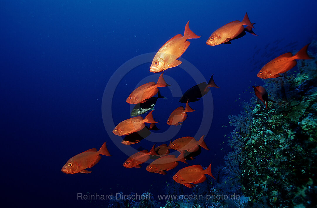 Grossaugenbarsch, Grossaugenbarsch, Priacanthus hamrur, Shaab Mahlai, Rotes Meer, gypten, Aegypten