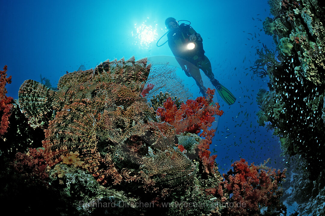 Baertiger Drachenkopf und Taucher, Scorpaenopsis oxycephalus, Rotes Meer, Hurghada, gypten, Aegypten