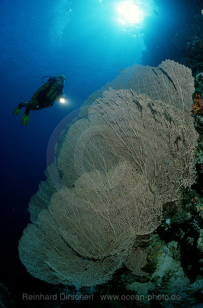 Taucher und Gorgonienkorallen, Hurghada, Rotes Meer, gypten, Aegypten