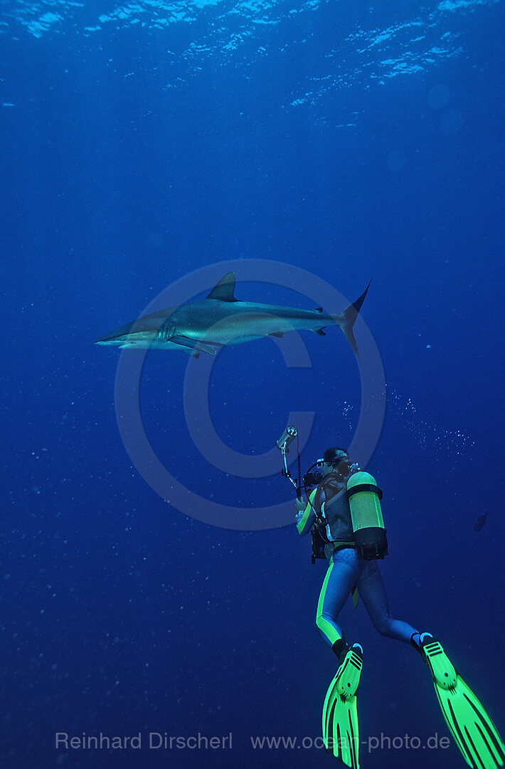 Silky shark and scuba diver