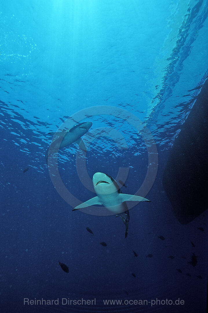 Silky shark