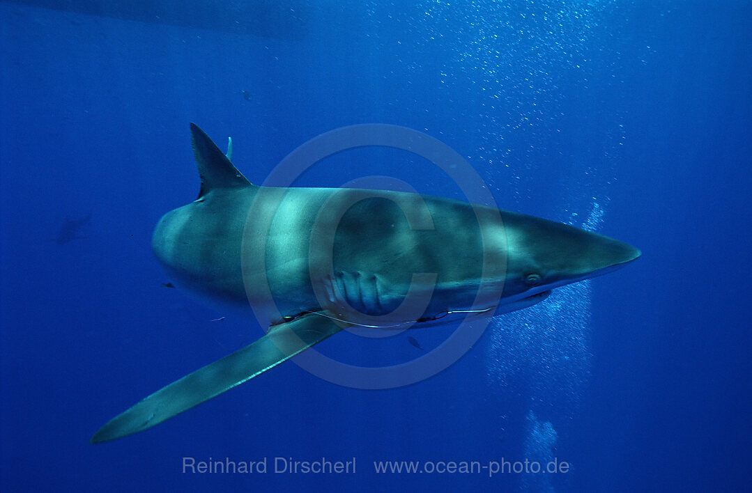 Seidenhai, Carcharhinus falciformis, Rotes Meer, Brother Islands, gypten, Aegypten