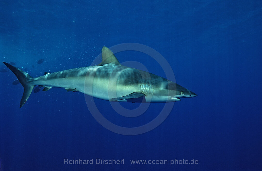 Seidenhai, Carcharhinus falciformis, Rotes Meer, Brother Islands, gypten, Aegypten