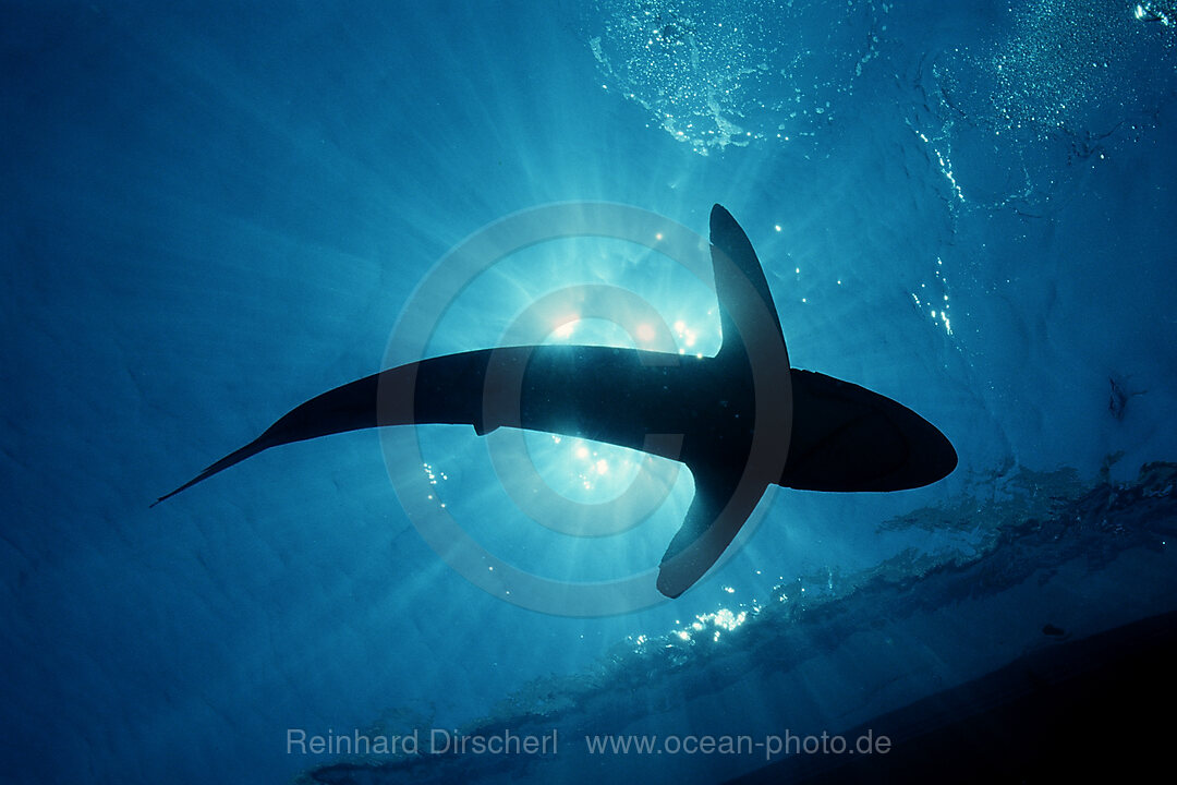 Silky shark shadow