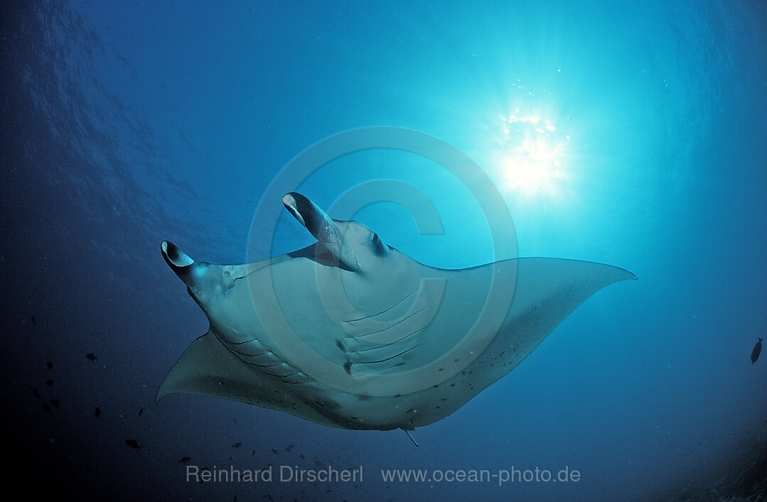 Mantarochen