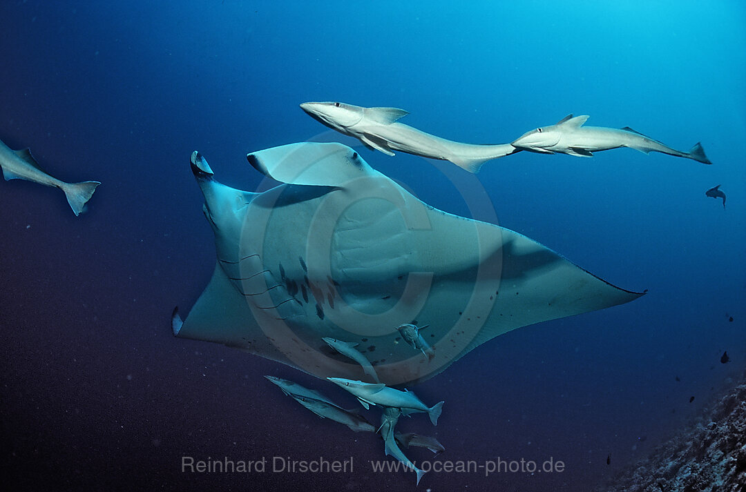 Manta ray