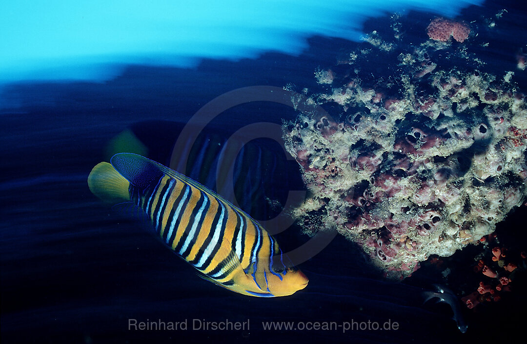 Regal angelfish