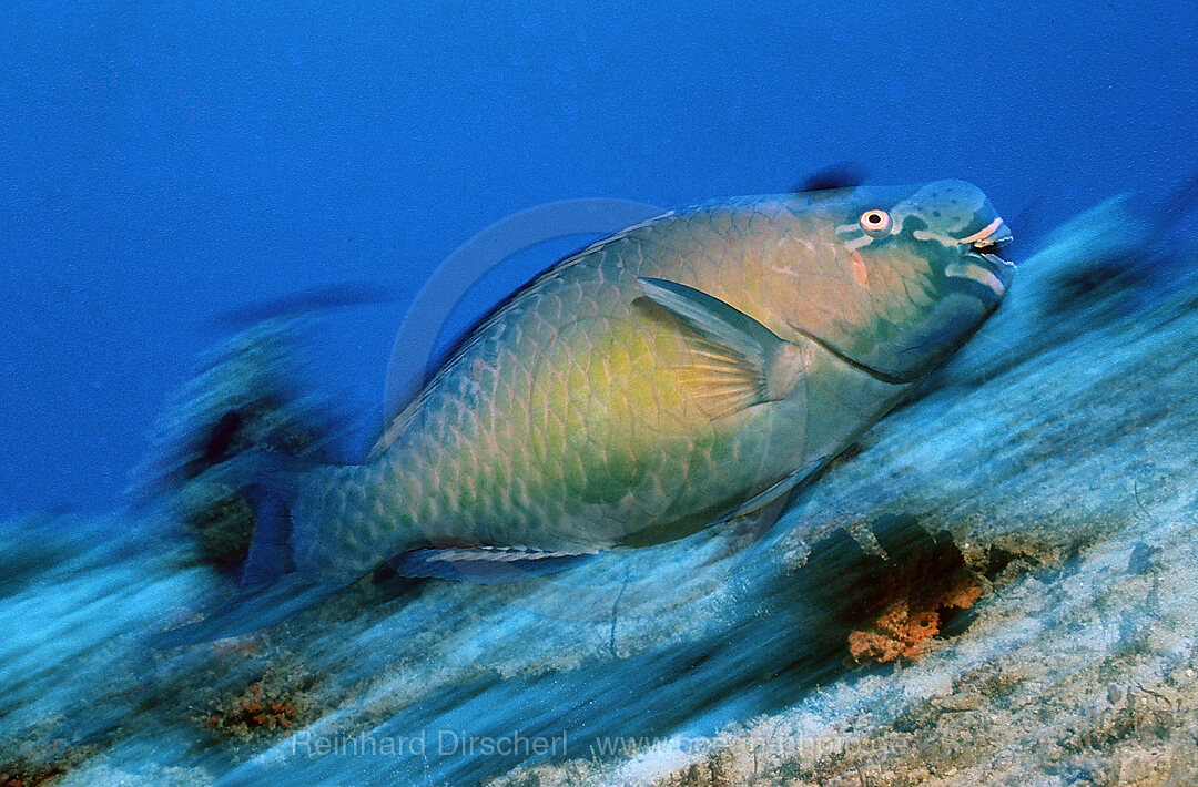 Festive parrotfish