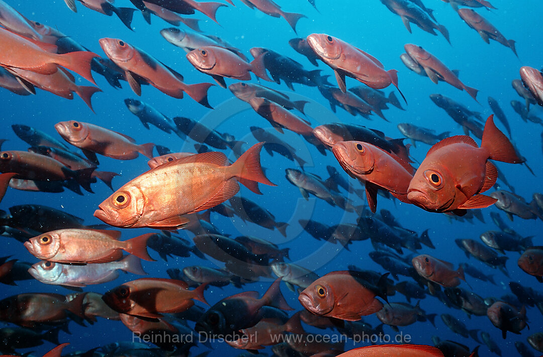 Schooling Crescent-tail bigeyes