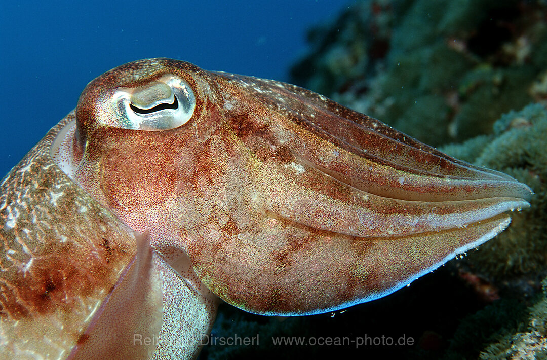 Pharao-Sepie, Sepia phoraonis, Indischer Ozean, Ari Atoll, Malediven