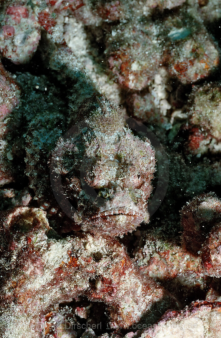 Glotzaugen-Drachenkopf,  Scorpaenopsis macrochir, Indischer Ozean, Ari Atoll, Malediven