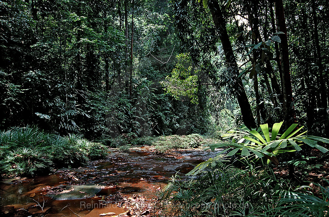 river in rainforest, Borneo, Malaysia