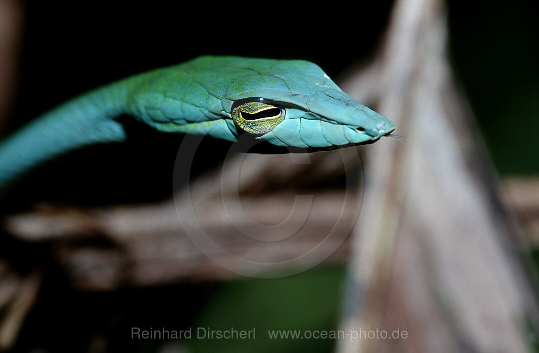 Gruener Baumschnueffler, Gruene Peitschennatter, Ahaetulla prasina, Borneo, Sabah, Malaysia