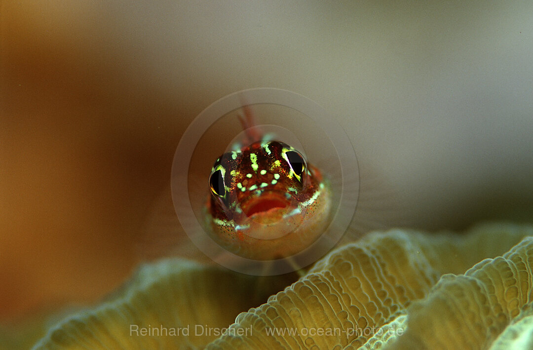 Striped triplefin