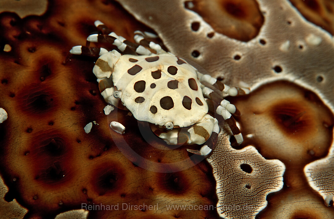 Crab sitting on a Sea Cucumber